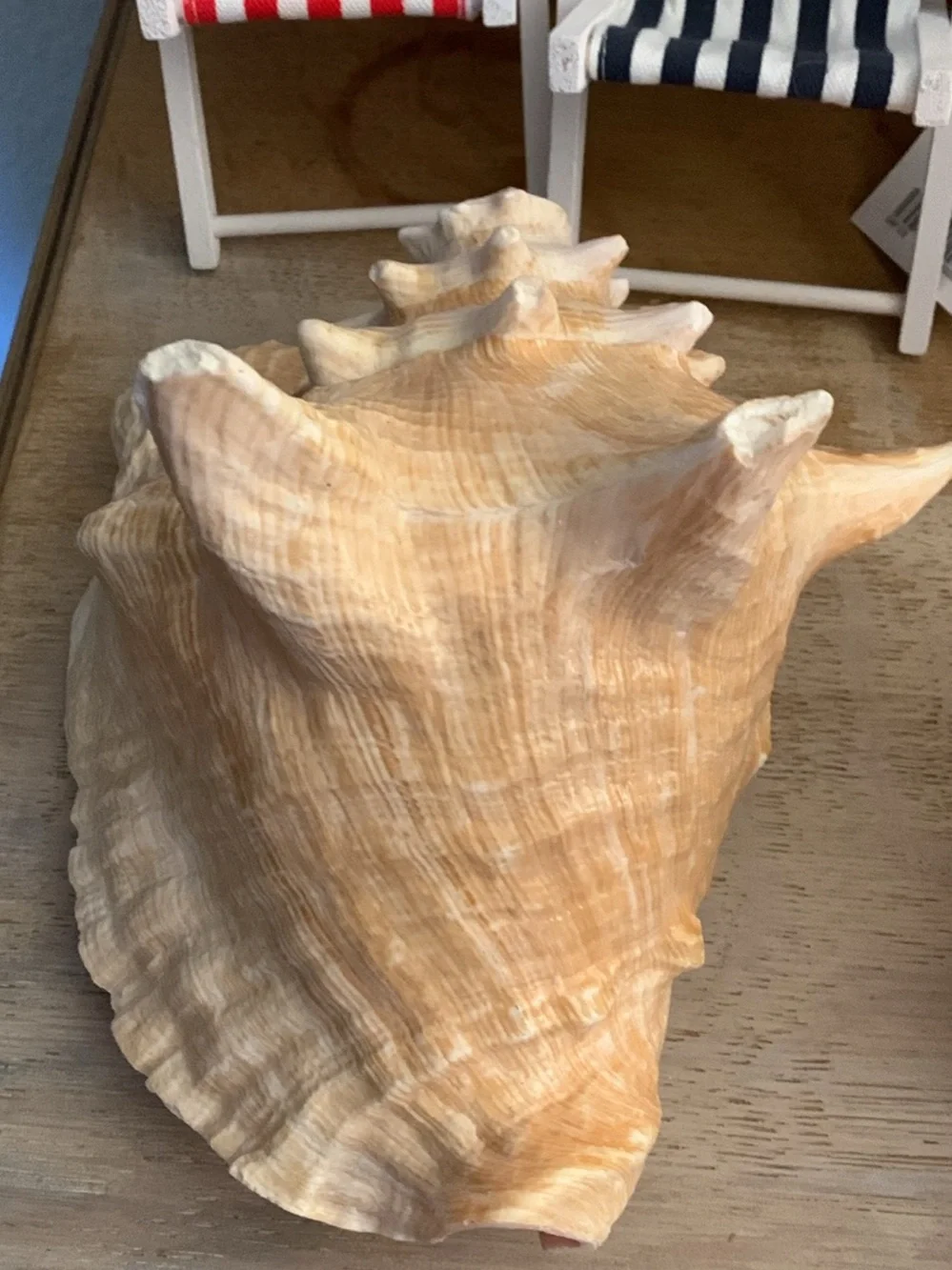 Decorative Pink and Cream Conch Shell Accent
